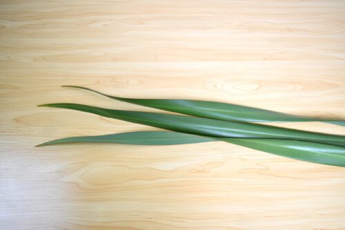 ニューサイラン