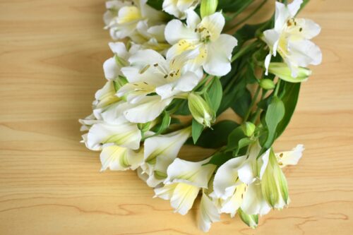 アルストロメリア