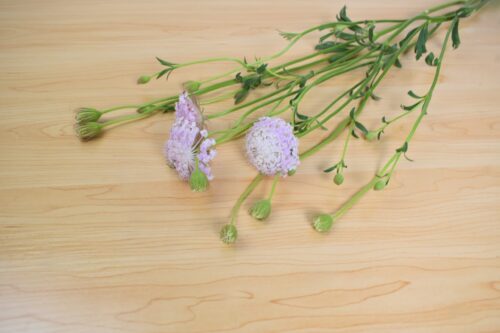 ブルーレースフラワー