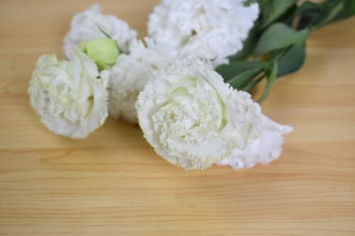 トルコキキョウ