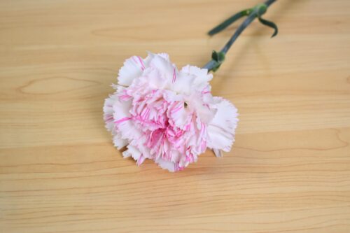 カーネーション