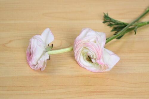 ラナンキュラス