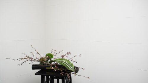 テマリソウを入れる