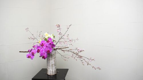 胡蝶蘭を入れる