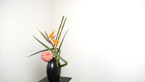 ニューサイラン