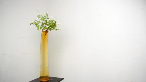 ヒメリョウブを入れる