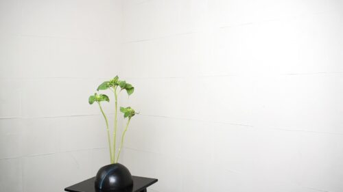 ひまわりを入れる