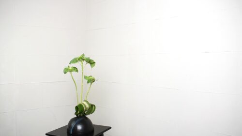 ハランを入れる
