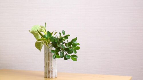 ドラセナを入れる