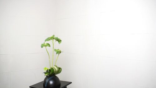 ピンポンマムを入れる