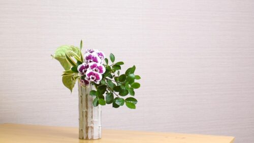 胡蝶蘭を入れる