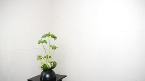 ひまわりを追加