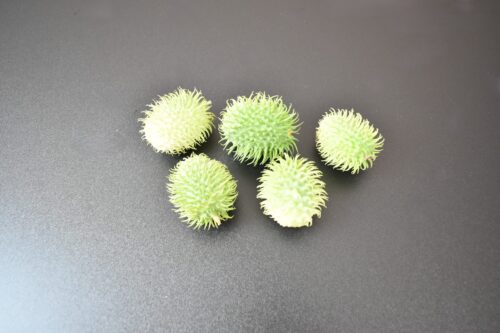 ククミス