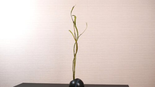 石化柳を入れる