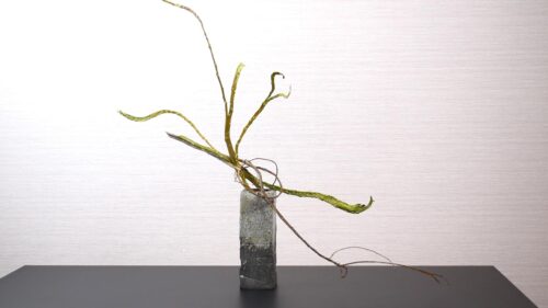 石化柳を入れる
