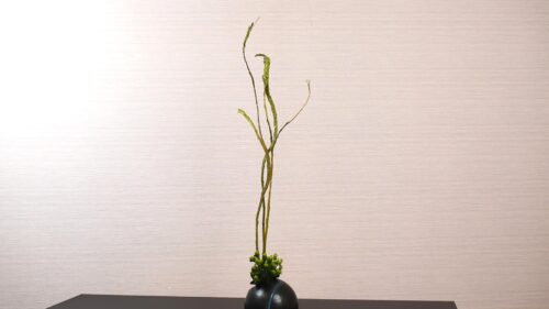 ヒペリカムを入れる