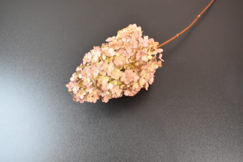アンティークアジサイ