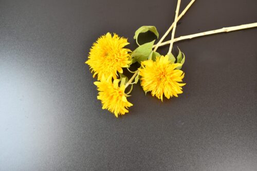 八重咲きひまわり