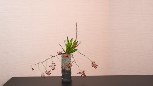 ドラセナを入れる